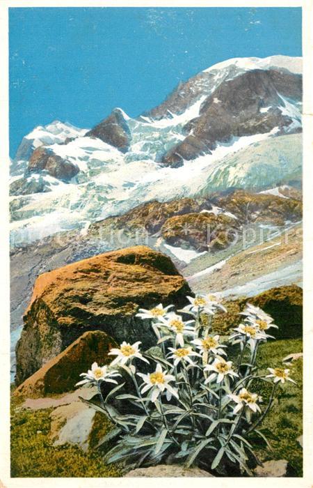 Edelweiss Engadin Berninagruppe