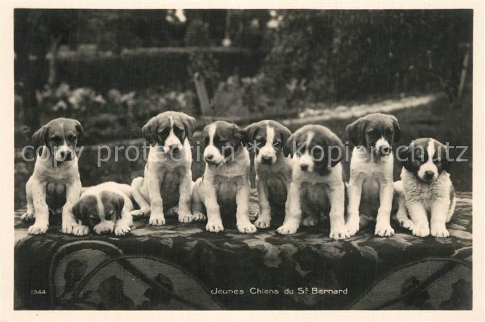 Hunde Jeunes Chiens du St. Bernard