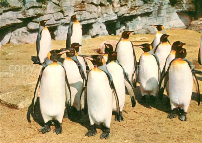 Hagenbeck Tierpark Hamburg-Stellingen K?nigspinguine
