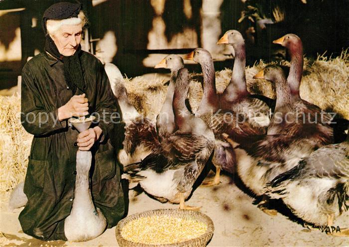 Tiere G?nse Gaveuse d Oies