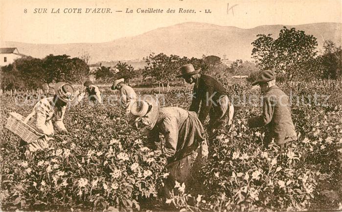 Grasse Alpes Maritimes La Cueillette des Roses
