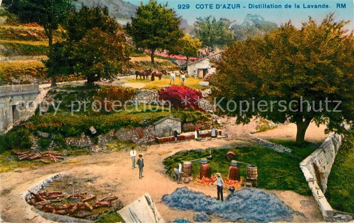 Grasse Alpes Maritimes Distillation de la Lavande