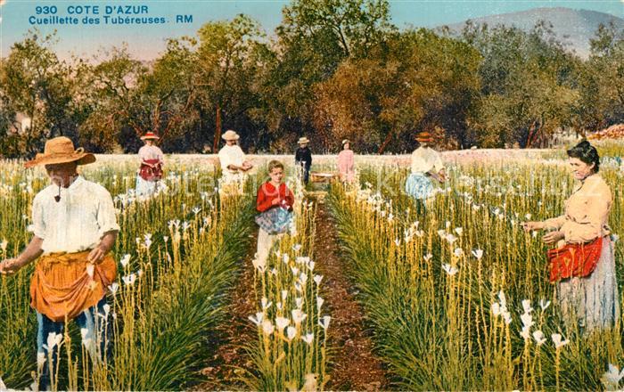 Grasse Alpes Maritimes Cuillette des Tubéreuses