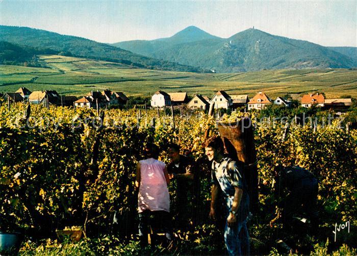 Ribeauville Haut Rhin Elsass Vendanges Collection Couleurs et Lumièr