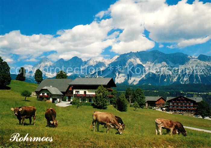 Rohrmoos-Untertal Urlaub am Bauernhof Viehweide Kuehe Alpen