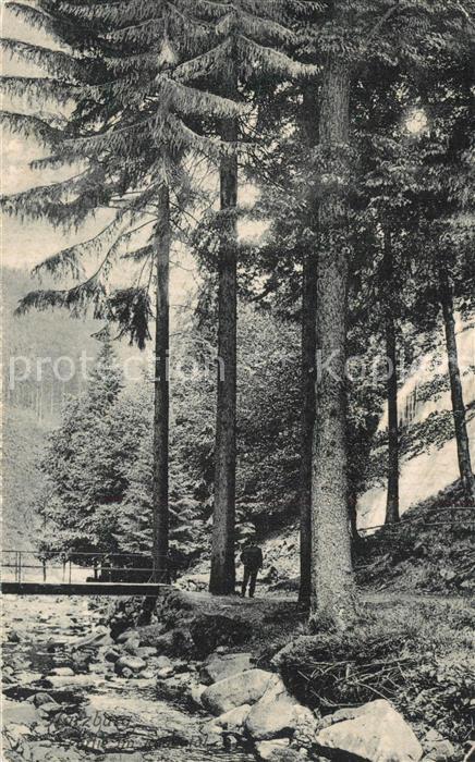 Bad Harzburg Waldpartie