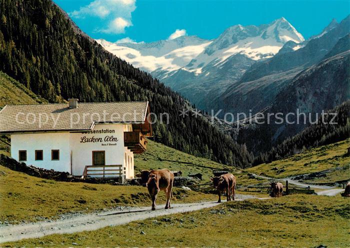 Gerlos Hochtal Jausenstation Lackenalm Almvieh Kuehe Schoenachtal Zillertaler Al