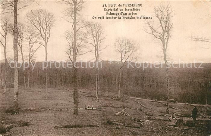 Perseigne Alencon A la forêt Exploitation ferestière