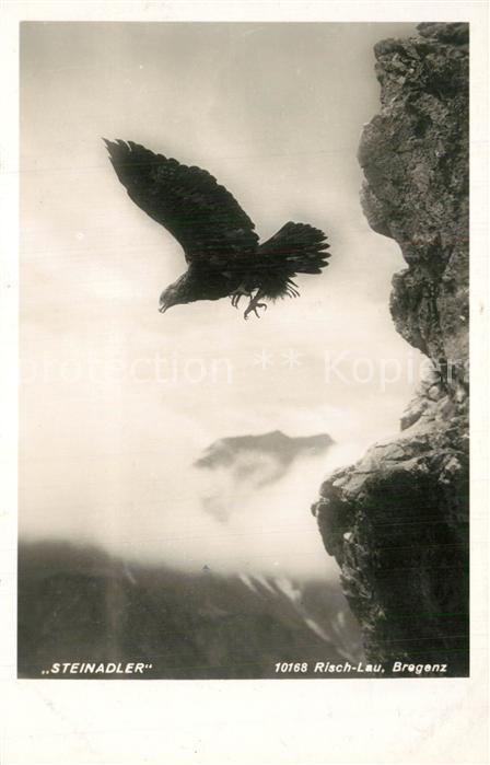 Adler Eagle Aigle Aguila Steinadler Foto-Risch-Lau-Nr. 10168