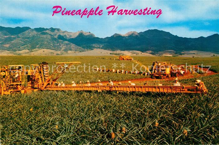 Ernte Landwirtschaft Pineapple Harvesting Hawaii
