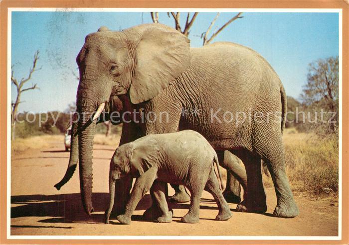 Elefant Kruger National Park Afrika
