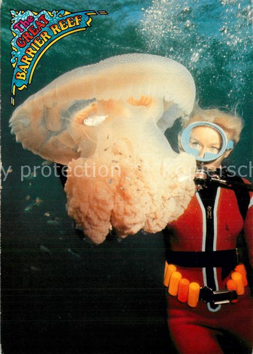 Meerestiere Qualle The great barrier Reef North Que