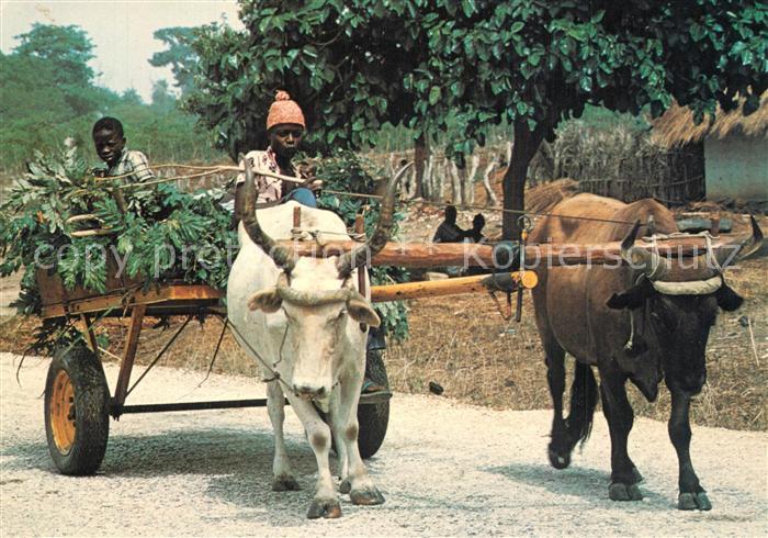 Landwirtschaft Afrika Ochsenkarre Gambian ox-cart