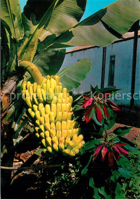 Bananen Planta de Platanos Flor de Pascua Islas