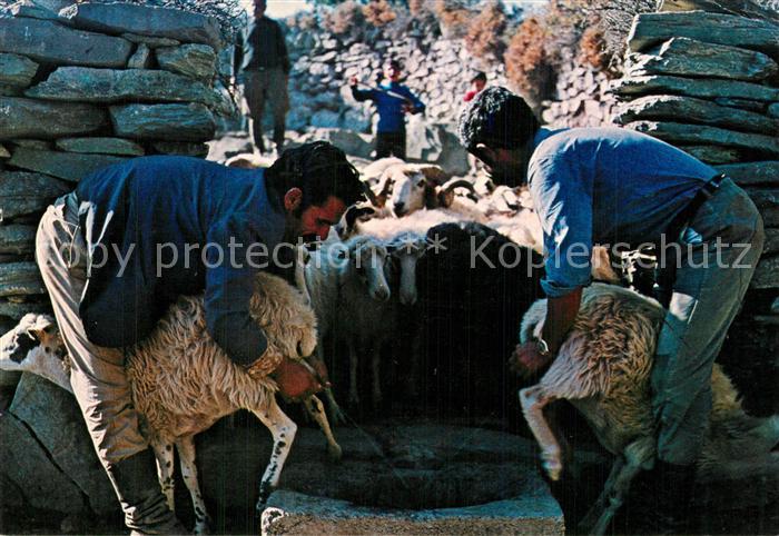 Schafe Melken Kreta Landwirtschaft