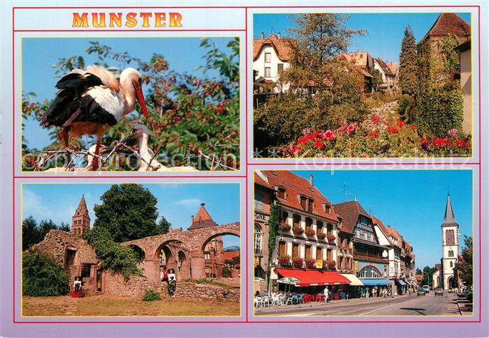 Munster Haut Rhin Elsass Cigognes d_Alsace Jardin fleuri Abbaye