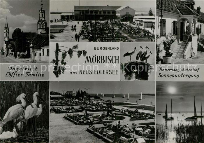 Moerbisch See Vogelwelt Fam Loeffler am Neusiedler See Bauernhof Saeulenhof Sonn