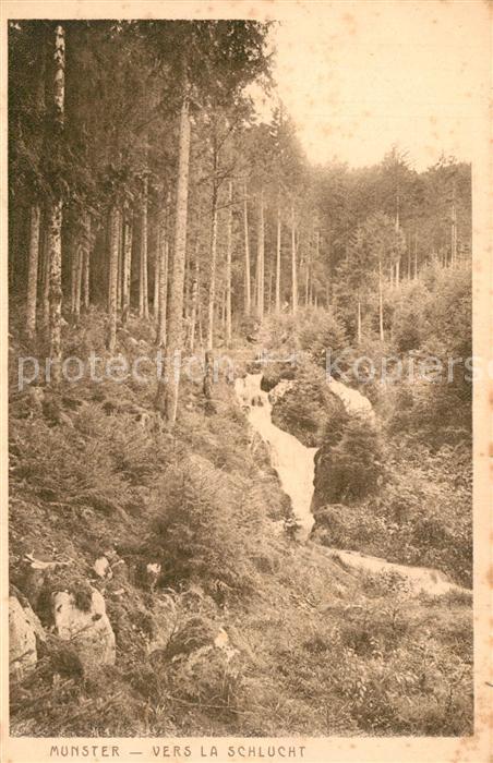 Munster Haut Rhin Elsass A la forêt vers La Schlucht