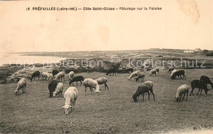 Prefailles Côte Saint Gildas Pâturage sur la falaise