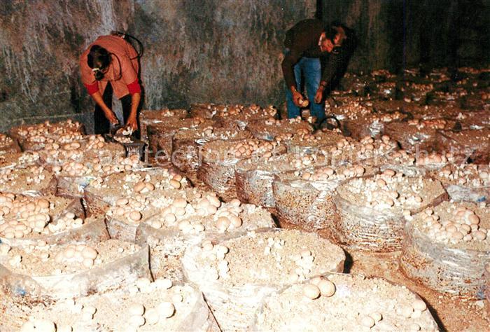 Montsoreau Cultures de Champignons