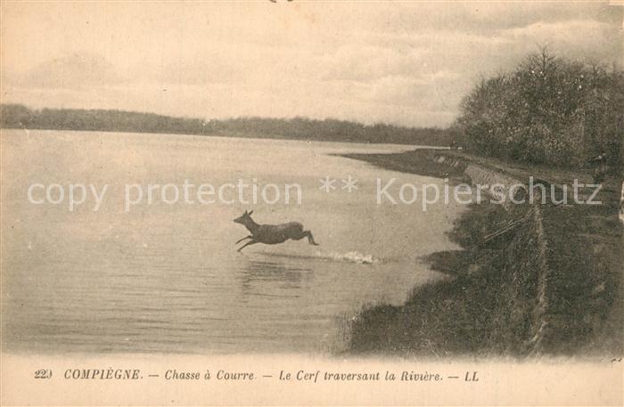 Compiegne Oise hasse a Courre Le Cerf traversant la Riviere