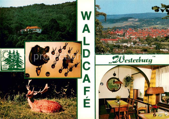 Bad Sooden-Allendorf Waldcafe Westerburg Gaststube Panorama Hirsch