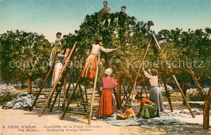 Ernte Landwirtschaft Cueillette de la Fleur d_Oranger Cote d