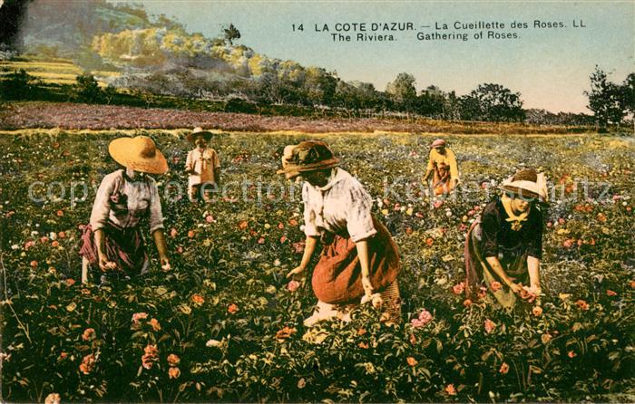 Ernte Landwirtschaft Cueillette des Roses Cote d_Azur