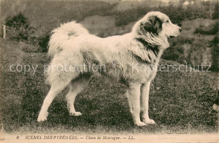 Hunde Chien de Montagne Pyrenees