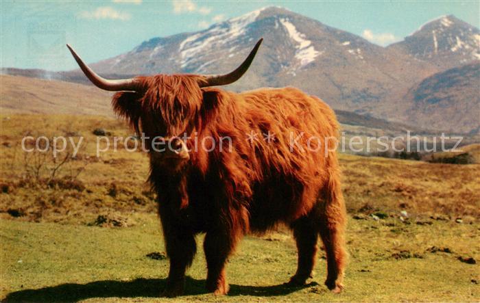 Tiere Monarch of the Glen
