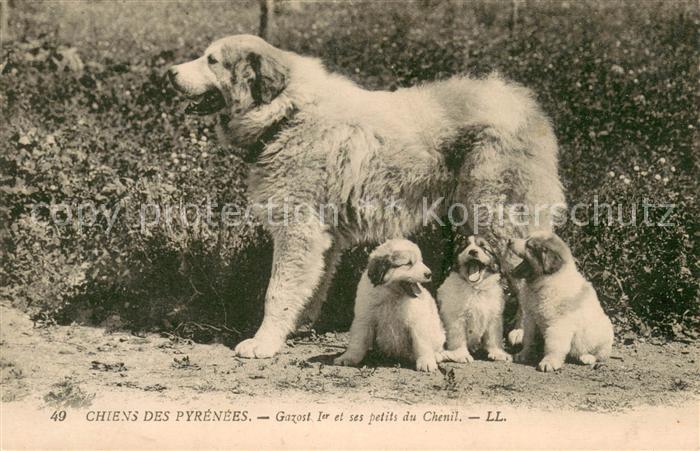 Hunde Chiens des Pyrenees Gazost