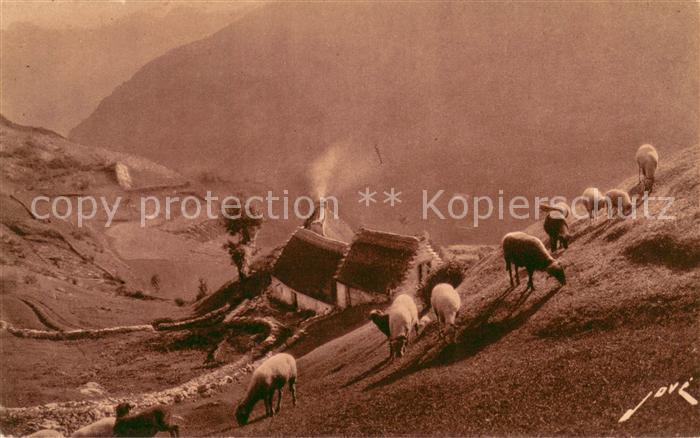 Schafe Gavarnie Paturages