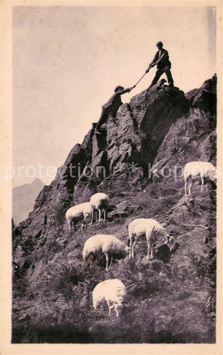 Schafe Les Pyrenees Escalade en Montagne