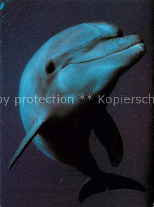 Delfine Delphine Dolphins Dauphins Delfi