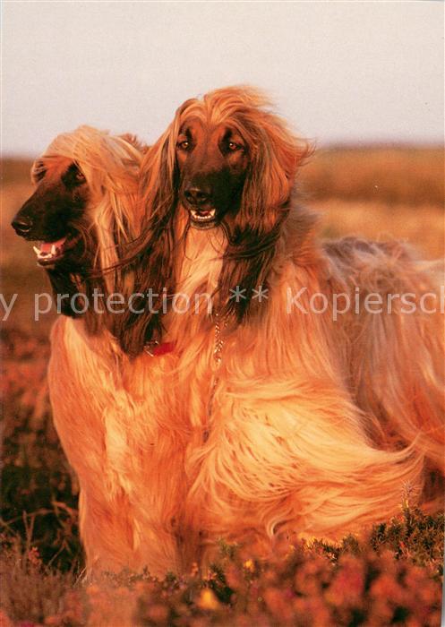 Hunde Afghanische Windhunde
