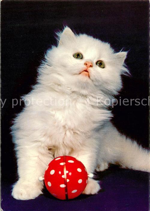 Katzen