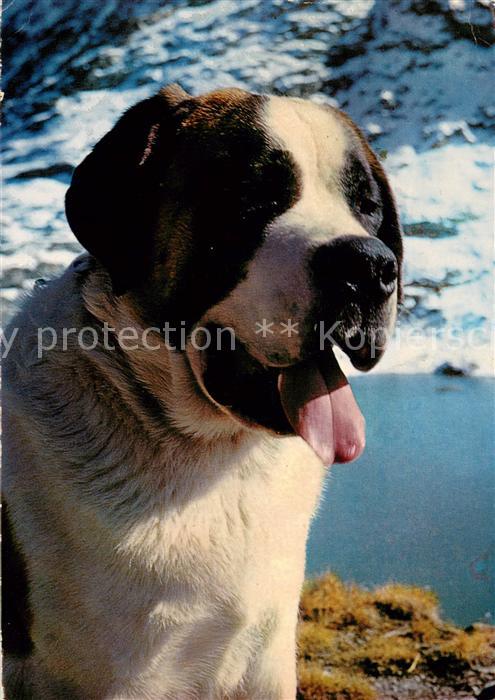 Hunde Chien du Grand Saint Bernard