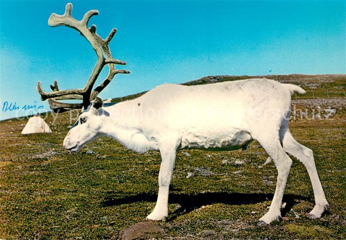 Rentier Reindeer in White fur Norway