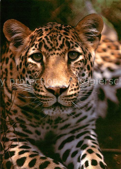 Tiere Leopard Botswana Safaris Solothurn