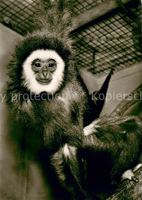 Affen Tiergarten N?rnberg Gibbon