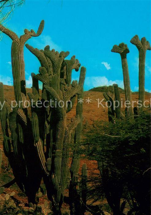 Kakteen Aruba Arubian Cactus
