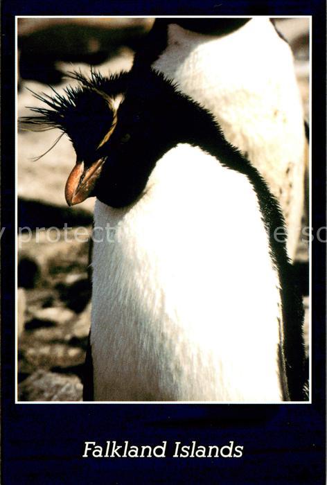 Pinguin Rockhopper Penguin Falkland Islands