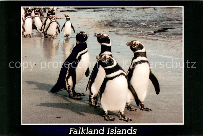 Pinguin Magellanic Penguins Falkland Islands