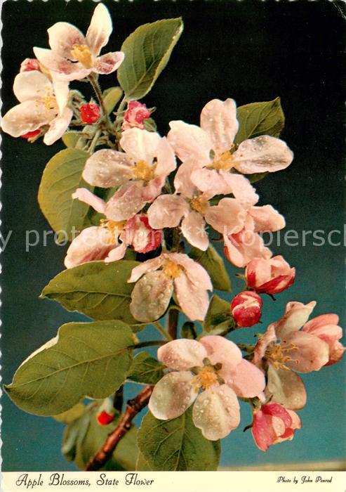 Blumen Apple Blossoms