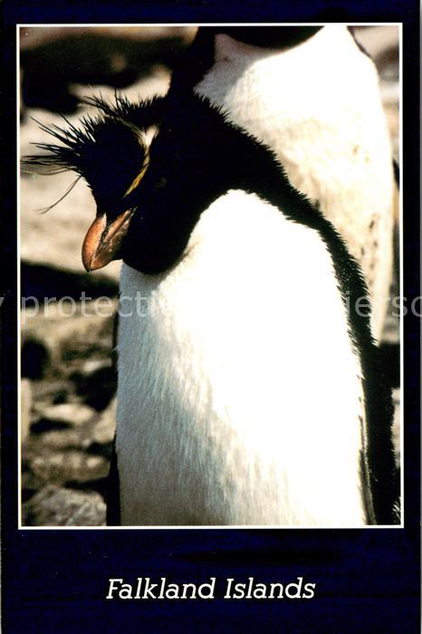 Pinguin Rockhopper Penguin Falkland Islands