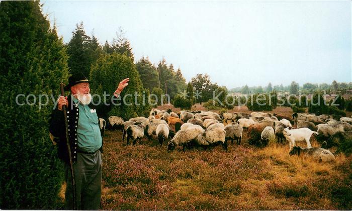 Schafe Sch?fer L?neburger Heide