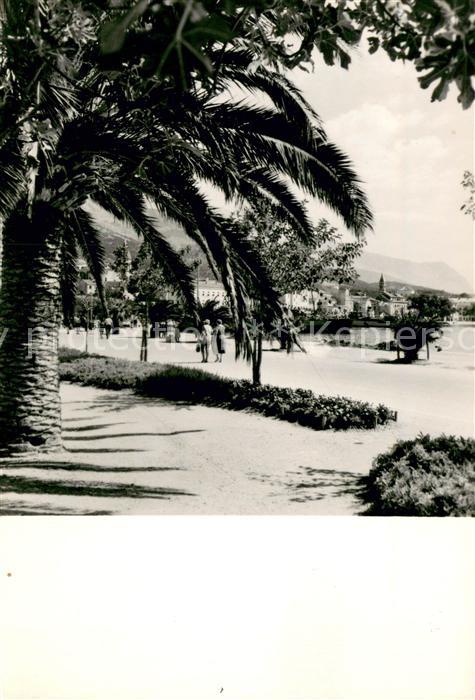 Makarska Dalmatien Promenade Palmen