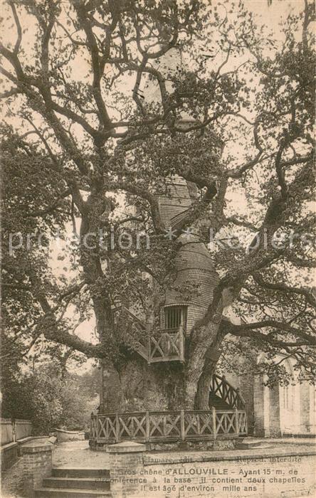 Allouville-Bellefosse Gros chêne