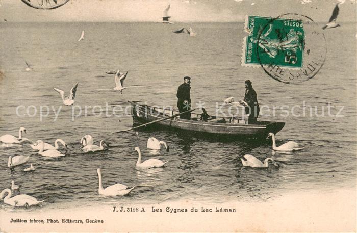 Evian-les-Bains Haute Savoie Les cygnes du Lac Leman