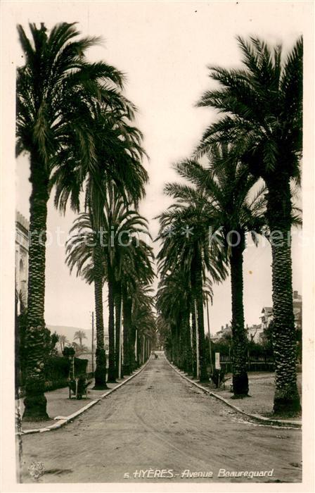 Hyeres les Palmiers Avenue Beaureguard Palmiers